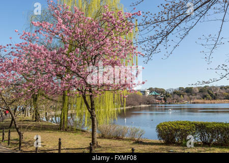 Ueno-Park, Tokyo, Japan Stockfoto