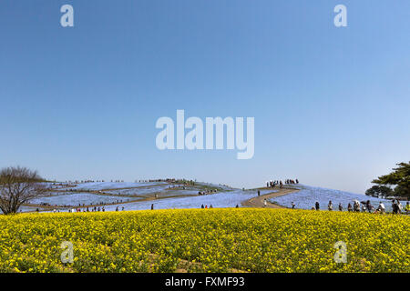 Hitachi Seaside Nationalpark, Hitachinaka, Asien, Japan. Stockfoto