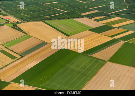 Luftbild, Felder in Mörstadt, Landwirtschaft, Landwirtschaft, Worms, Rheinland-Pfalz, Deutschland, Europa, Luftaufnahme, Stockfoto