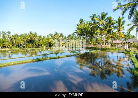 Reis Felder Landschaft, Ubud, Bali, Indonesien Stockfoto