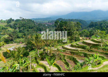 Terrassenförmig angelegten Reis Felder, Jatiluwih, Bali, Indonesien Stockfoto