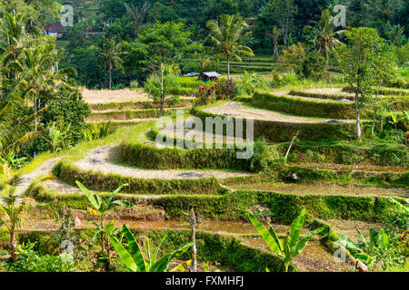 Terrassenförmig angelegten Reis Felder, Jatiluwih, Bali, Indonesien Stockfoto