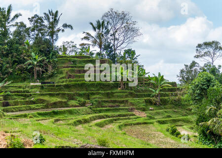 Terrassenförmig angelegten Reis Felder, Jatiluwih, Bali, Indonesien Stockfoto
