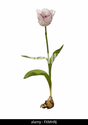 ganz lila weiße Tulpe auf isolierten weißen Hintergrund ausschneiden Stockfoto