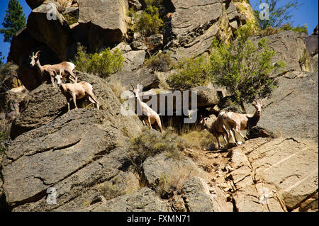 Ziegenherde Rocky Mountain auf ein zu Tage tretenden Felsen in Idaho.  Verwenden sie die Felsen kletternd in Sicherheit. Stockfoto