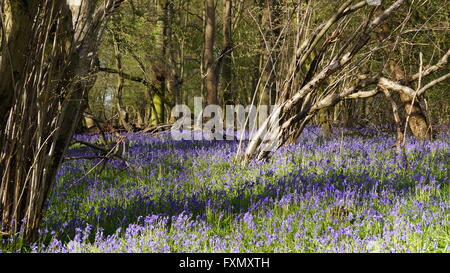 Erhöhte Ansicht der Glockenblumen wachsen im Wald Stockfoto