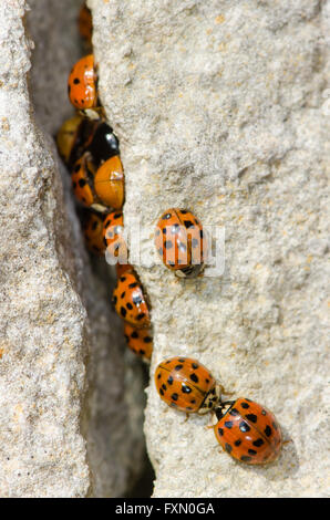 Große Gruppe von Harlekin-Marienkäfer (Harmonia Axyridis). Invasive Marienkäfer entstehen durch einen Riss im Felsen an einem sonnigen Frühlingstag Stockfoto