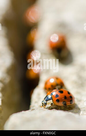 Große Gruppe von Harlekin-Marienkäfer (Harmonia Axyridis). Invasive Marienkäfer entstehen durch einen Riss im Felsen an einem sonnigen Frühlingstag Stockfoto