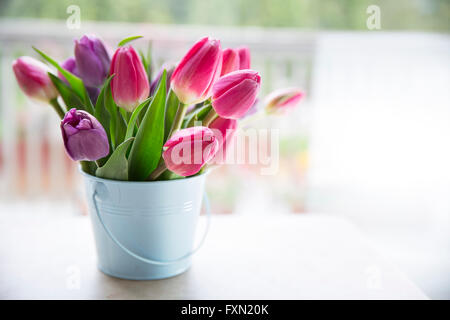 Bouquet von lila und rosa Tulpen in leichten blauen Eimer vor Fenster. Stockfoto