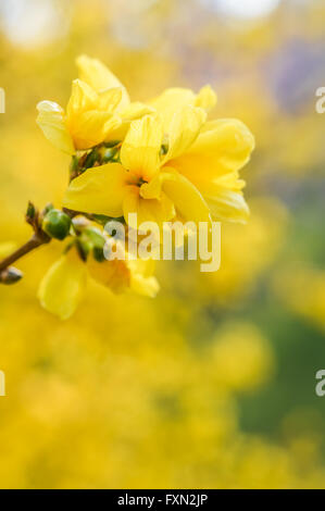 wunderschöne Forsythie blüht im Frühling helle hautnah Stockfoto