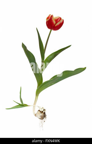 ganze Apeldoorn Elite Tulpe mit Birne Stockfoto