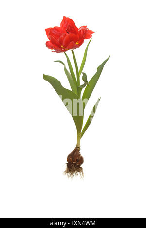 1. Preis ganze Tulpe mit Birne und Wurzeln Stockfoto