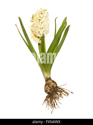 weiße Hyazinthe mit Birne und Wurzeln Hyacinthus orientalis Stockfoto