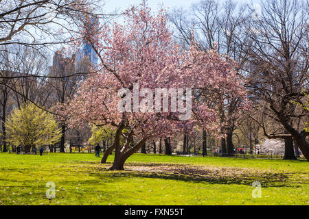 Bäume in Blüte im Frühling, Central Park, New York City, Vereinigte Staaten von Amerika. Stockfoto