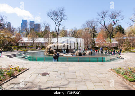 Dichtung Gehäuse, Central Park Zoo, Manhattan, New York City, Vereinigte Staaten von Amerika. Stockfoto