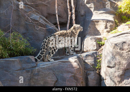Ein Schneeleopard im Central Park Zoo, New York City, Vereinigte Staaten von Amerika. Stockfoto