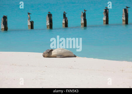 Hawaiianische Mönchsrobbe, Neomonachus Schauinslandi, kritisch gefährdete Arten endemisch auf Hawaii, Sand Island, Midway-Atoll, USA Stockfoto