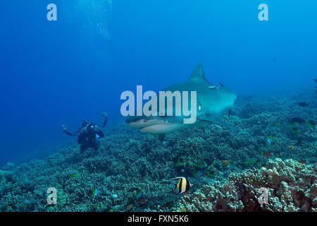 Taucher fotografieren Tigerhai Galeocerdo Cuvier, Korallenriff, mit maurischen Idol, Zanclus Cornutus, Kona, Hawaii, USA Stockfoto