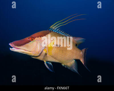 Lippfische, Gärten der Königin, Kuba Stockfoto