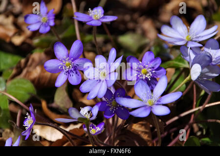 Leberbluemchen Im Frühling - blaue Hepatica Nobilis Blume blühen im Frühling Stockfoto