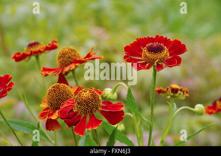 Sonnenbraut - Helenium Blume im Sommergarten Stockfoto