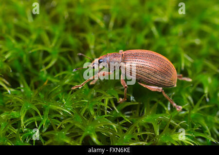 Käfer breite Nase Käfer (Coleoptera: Curculionoidea) Leben in den italienischen Alpen Stockfoto