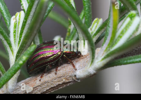 Rosmarin-Käfer (Chrysolina Americana) auf Rosmarin-Anlage in Italien Stockfoto