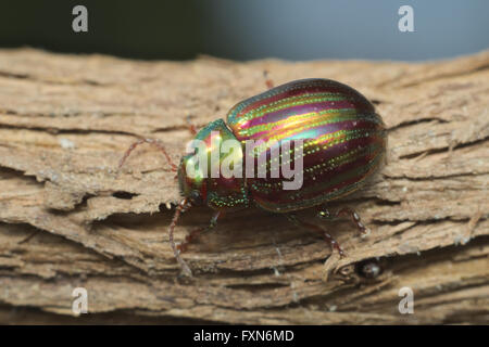 Rosmarin-Käfer (Chrysolina Americana) auf Rosmarin-Anlage in Italien Stockfoto