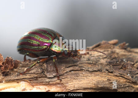 Rosmarin-Käfer (Chrysolina Americana) auf Rosmarin-Anlage in Italien Stockfoto
