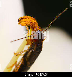 Gemeinsamen Ohrwurm (Forficula Auricularia) Essen Pollen auf einer Blume Stockfoto