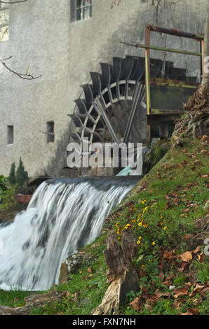 Gelben Blüten mit einer Rad-Wassermühle im Hintergrund, Reana del Rojale, Friaul, Italien Stockfoto