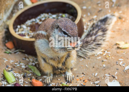 Eichhörnchen Essen Karotte Stockfoto