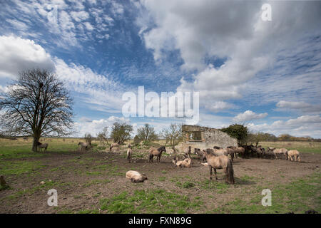 Wilde Konik-Pferde auf Wicken Moor in Cambridgeshire Stockfoto