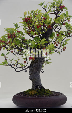 Eine Miniatur Malus Halliana (Crabapple Baum) auf dem Display auf die Southport Herbst Flower Show. Lancashire UK. Stockfoto