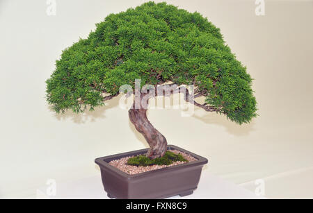 Eine Miniatur chinesischen Wacholder (Juniperus Chinensie) auf dem Display auf die Southport Herbst Flower Show. Lancashire UK. Stockfoto