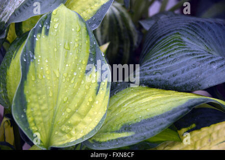 Nahaufnahme von Hosta (Captain Kirk) mit Regentropfen auf den Blättern auf der Southport Herbst Flower Show. Lancashire UK. Stockfoto