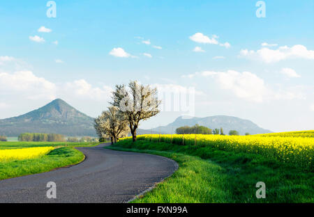 Straße neben Raps Feld, Ungarn Stockfoto