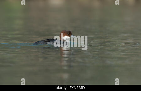 Weibliche Zwergsäger-Mergellus Albellus. Frühling. UK Stockfoto