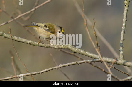 Weibliche Wintergoldhähnchen Regulus Regulus. Frühling.  UK Stockfoto