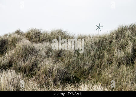 Dünengebieten Grass Futter Dollymount Strang in Bull Island, Dublin Bay Stockfoto