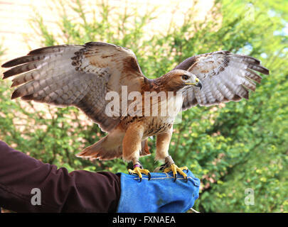 Bird Of Prey rot - angebundener Falke bekannt in den Vereinigten Staaten als chickenhawk Stockfoto