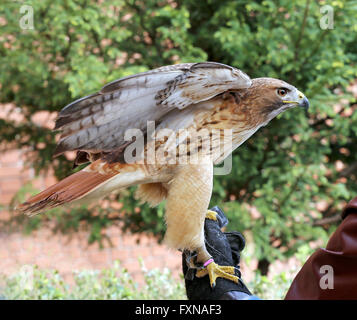 Bird Of Prey rot - angebundener Falke in den Vereinigten Staaten als Chickenhawk bekannt. Rotschwanz-Chickenhawk am behandschuhte hand Stockfoto