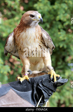 Bird Of Prey rot - angebundener Falke in den Vereinigten Staaten als Chickenhawk bekannt. Amerikanische Chickenhawk gehockt behandschuhte hand Stockfoto