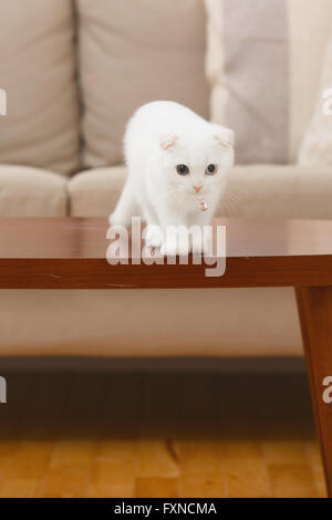 Scottish Fold Katze im Wohnzimmer Stockfoto