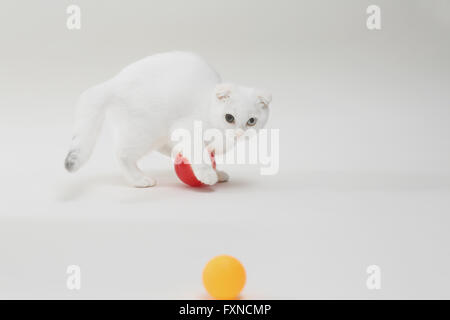 Scottish fold Stockfoto