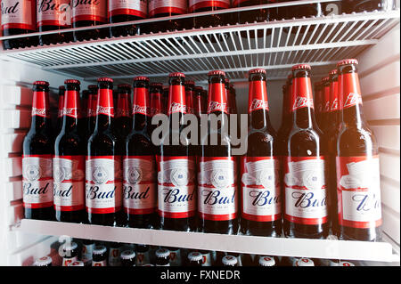 Kiew, UKRAINE - 25. März 2016: Bud Bierflaschen im Kühlschrank. Stockfoto