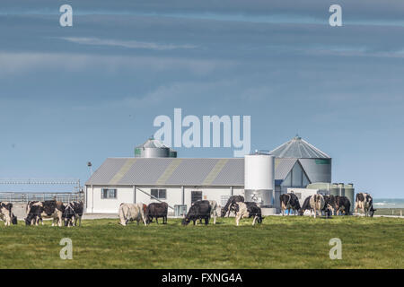 Holstein-Friesen Milchkuh Herde weiden auf grüner Wiese in der Nähe von Ashburton, Mid Canterbury, Südinsel, Neuseeland Stockfoto