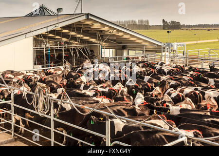 Holstein-Friesen Milchkuh Herde bereit zum Melken am Molkerei Schuppen in der Nähe von Ashburton, Mid Canterbury, Südinsel, Neuseeland Stockfoto