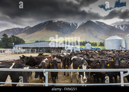 Holstein-Friesen Milchkuh Herde Readyfor Melken bei Molkerei Schuppen in der Nähe von Ashburton, Mid Canterbury, Südinsel, Neuseeland Stockfoto