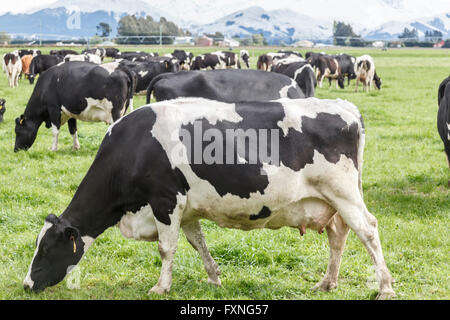 Holstein-Friesen Milchkuh Herde weiden auf grüner Wiese in der Nähe von Ashburton, Mid Canterbury, Südinsel, Neuseeland Stockfoto